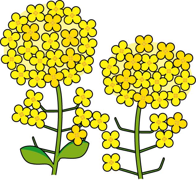春の花3-10-菜の花イラスト