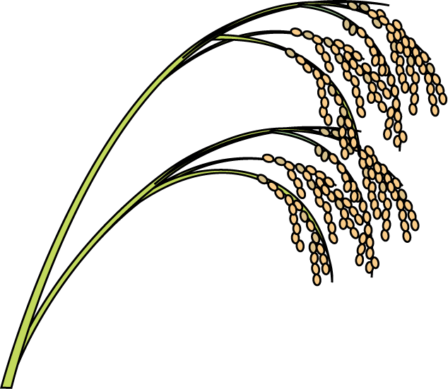 農作物05-稲 -食（料理・食材）の無料イラスト素材-イラストポップ