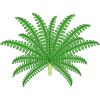タマシダのイラスト