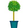 ベンジャミンのイラスト