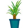 ユッカのイラスト