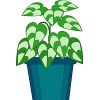 ポトス のイラスト