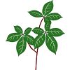 バオバブのイラスト
