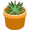 アガベのイラスト