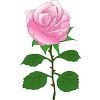 バラの花のイラスト