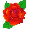 バラの花のイラスト
