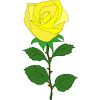 バラの花のイラスト