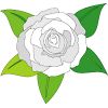 バラの花のイラスト