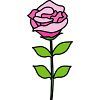 バラの花のイラスト