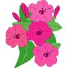 �I�V���C�o�i�̃C���X�g