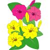 �I�V���C�o�i�̃C���X�g