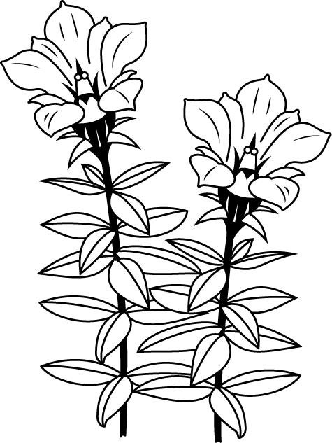 秋の花1 02 リンドウ 花の無料イラスト素材 イラストポップ