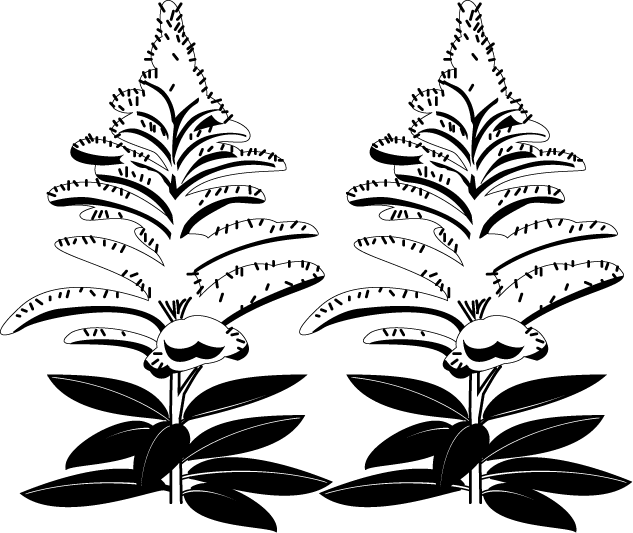 秋の花1 16 セイタカアワダチソウ 花の無料イラスト素材 イラストポップ