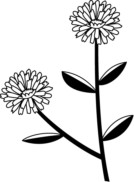 秋の花2 11 ユウゼンギク 花の無料イラスト素材 イラストポップ