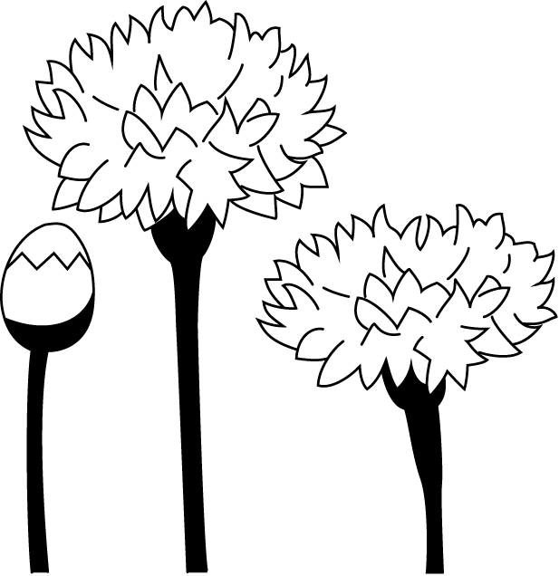 春の花1-23-やぐるま菊イラスト