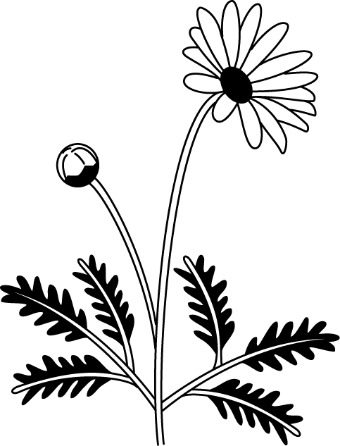 春の花2 04 マーガレット 花の無料イラスト素材 イラストポップ