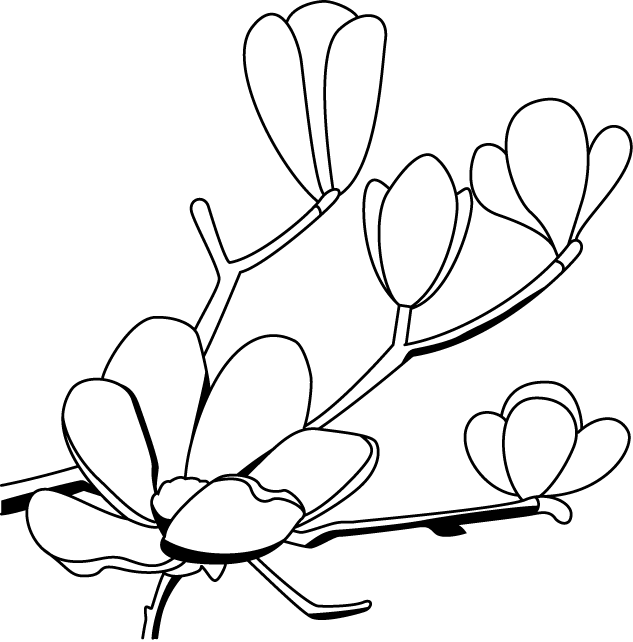 春の花3 02 こぶし 花の無料イラスト素材 イラストポップ