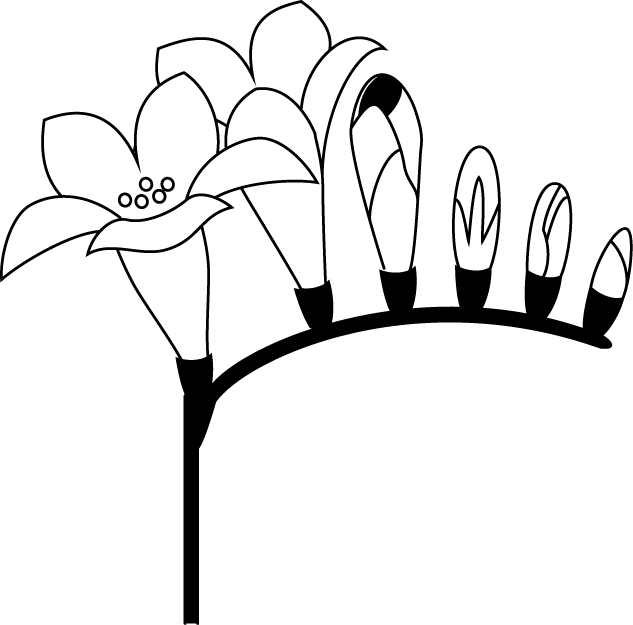 春の花3 21 フリージア 花の無料イラスト素材 イラストポップ