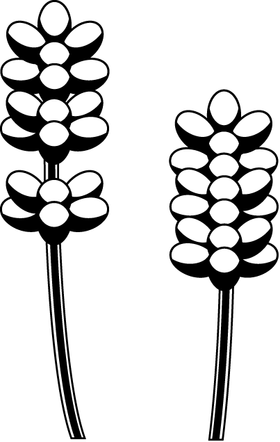 夏の花1 05 ラベンダー 花の無料イラスト素材 イラストポップ