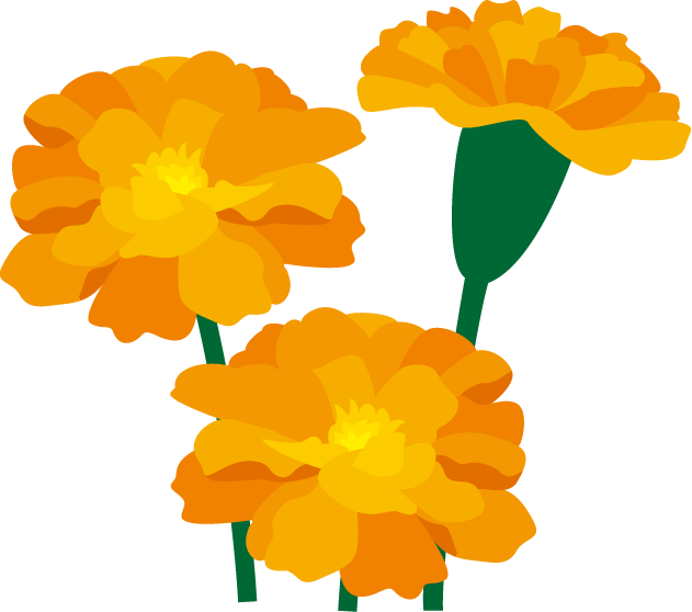 夏の花2 マリーゴールド 花の無料イラスト素材 イラストポップ