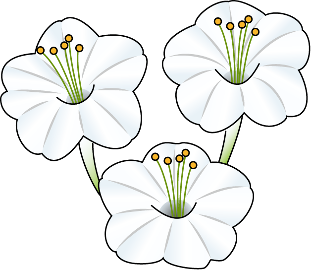 夏の花2 21 オシロイバナ 花の無料イラスト素材 イラストポップ