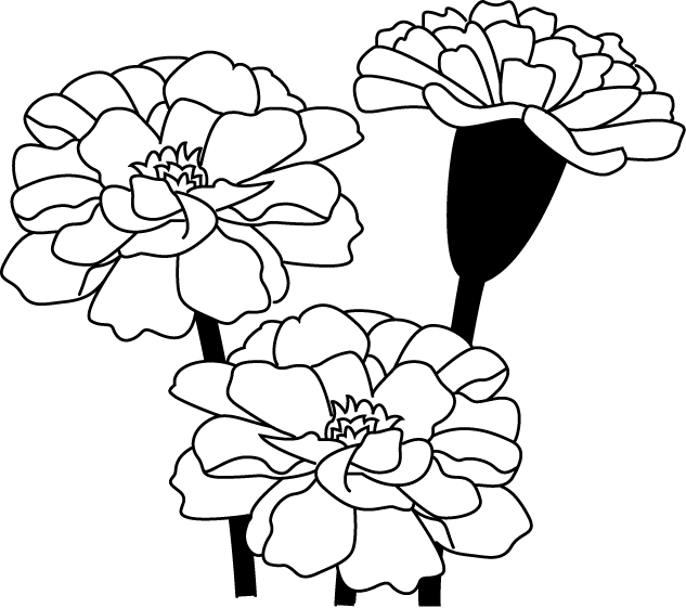 夏の花2 マリーゴールド 花の無料イラスト素材 イラストポップ