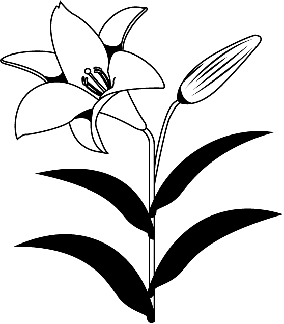 トップ100百合 イラスト 花 白黒 美しい花の画像
