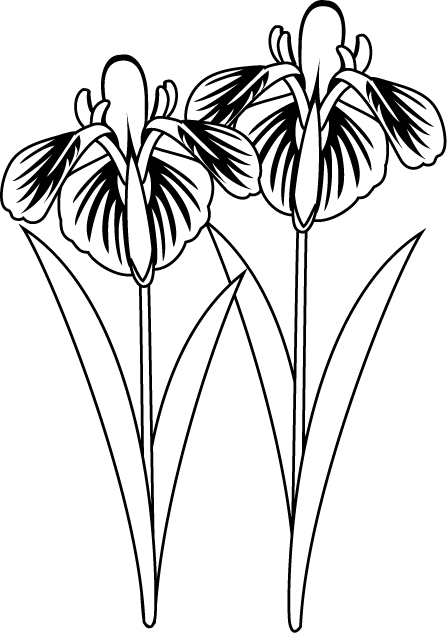 夏の花3 12 花菖蒲 花の無料イラスト素材 イラストポップ