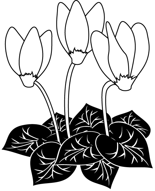 冬の花1 15 シクラメン 花の無料イラスト素材 イラストポップ