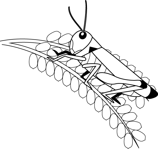 イラストポップの昆虫画像素材 バッタno10イナゴの無料イラスト