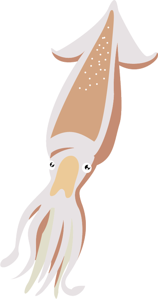 魚介類のフリー素材no16 イカ のイラスト イラストポップ