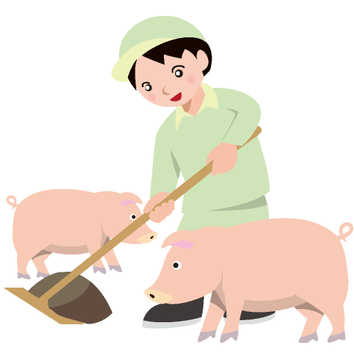 豚の飼育環境を整える養豚業者